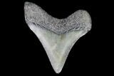 Juvenile Megalodon Tooth - Georgia #101375-1